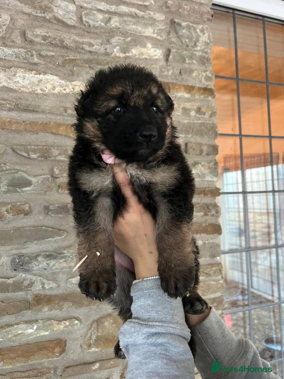 German Shepherd dogs for sale: Medium/long haired German shepherd puppies  - Image 7