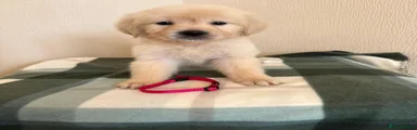 Golden Retriever Puppy 1