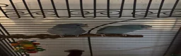 Parrots birds for sale: Two Gorgeous Blue Parrotlets  (CAGE INCLUDED) - Advert 3