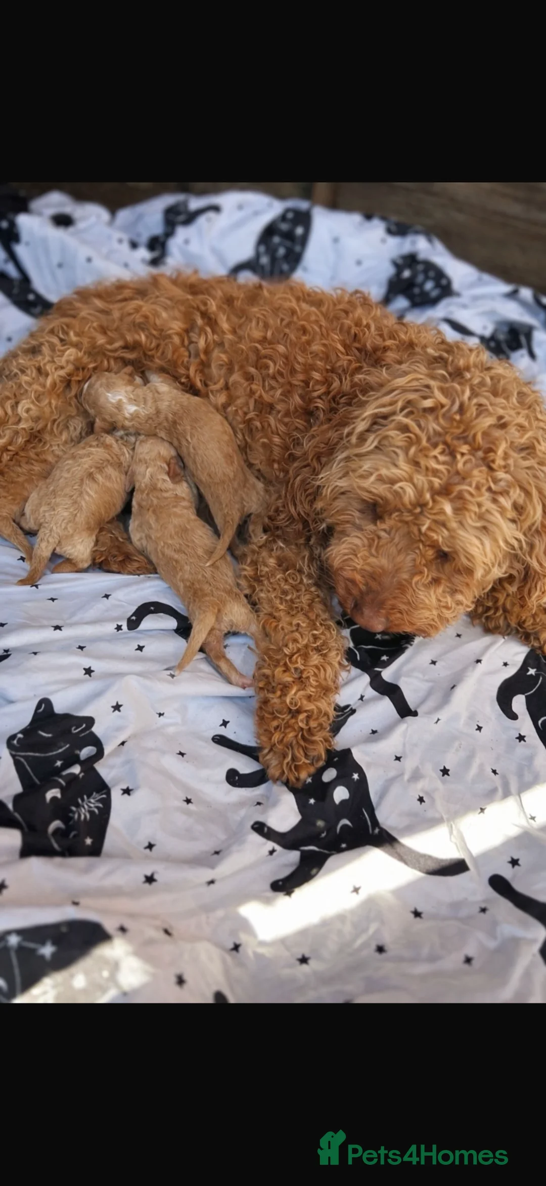 Cockapoo dogs for sale: Our Beautiful curly Cockapoo Puppy’s 🐾 - Advert 1