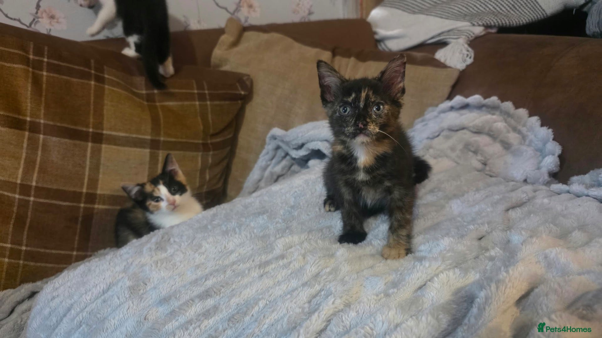 Mixed Breed cats 2 beautiful female tortoiseshell & calico kittens - Advert 21