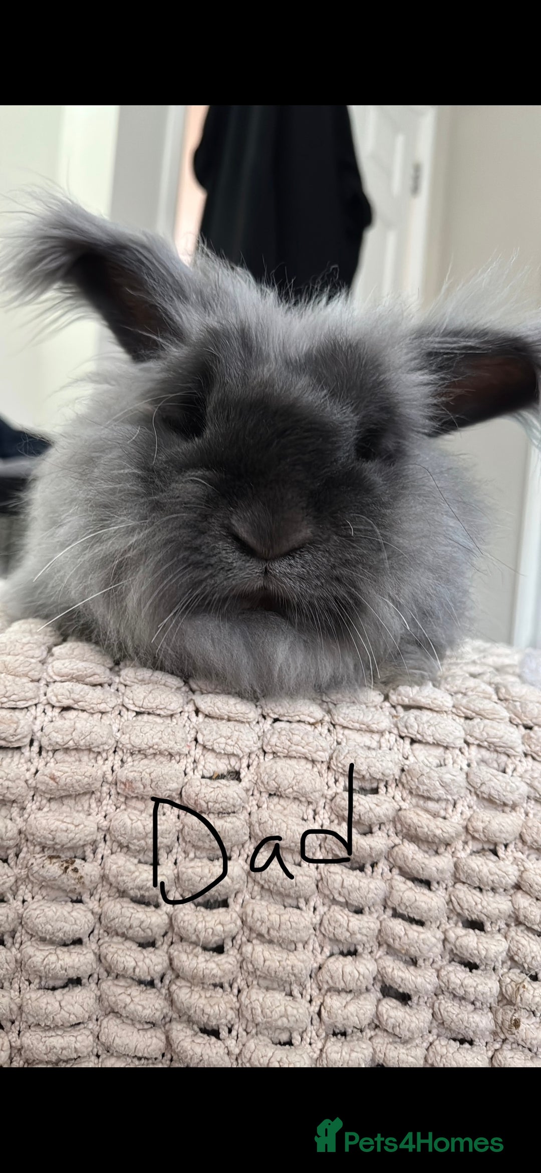 Lionhead rabbits for sale: ✨ Lionhead x Angora Bunny  ✨ - Advert 9