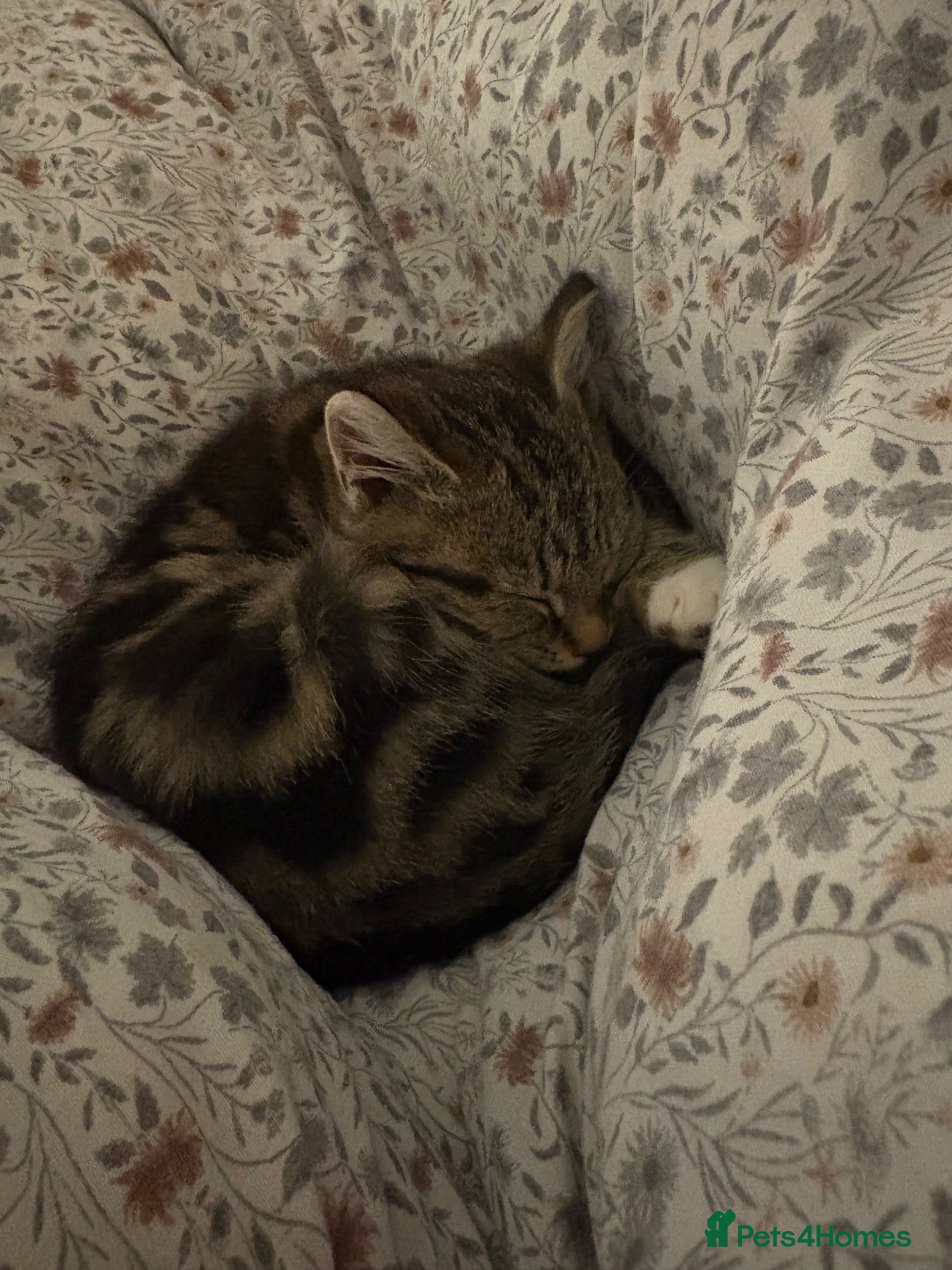 Mixed Breed cats 2x girl kittens  - Advert 1