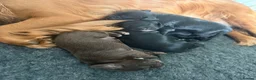 Sprocker dogs for sale: Gorgeous litter of sprockers  in Ammanford - Advert 3