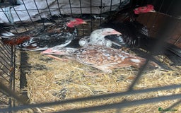Mixed Breed livestock for sale: Bantam aseels  - Image 4