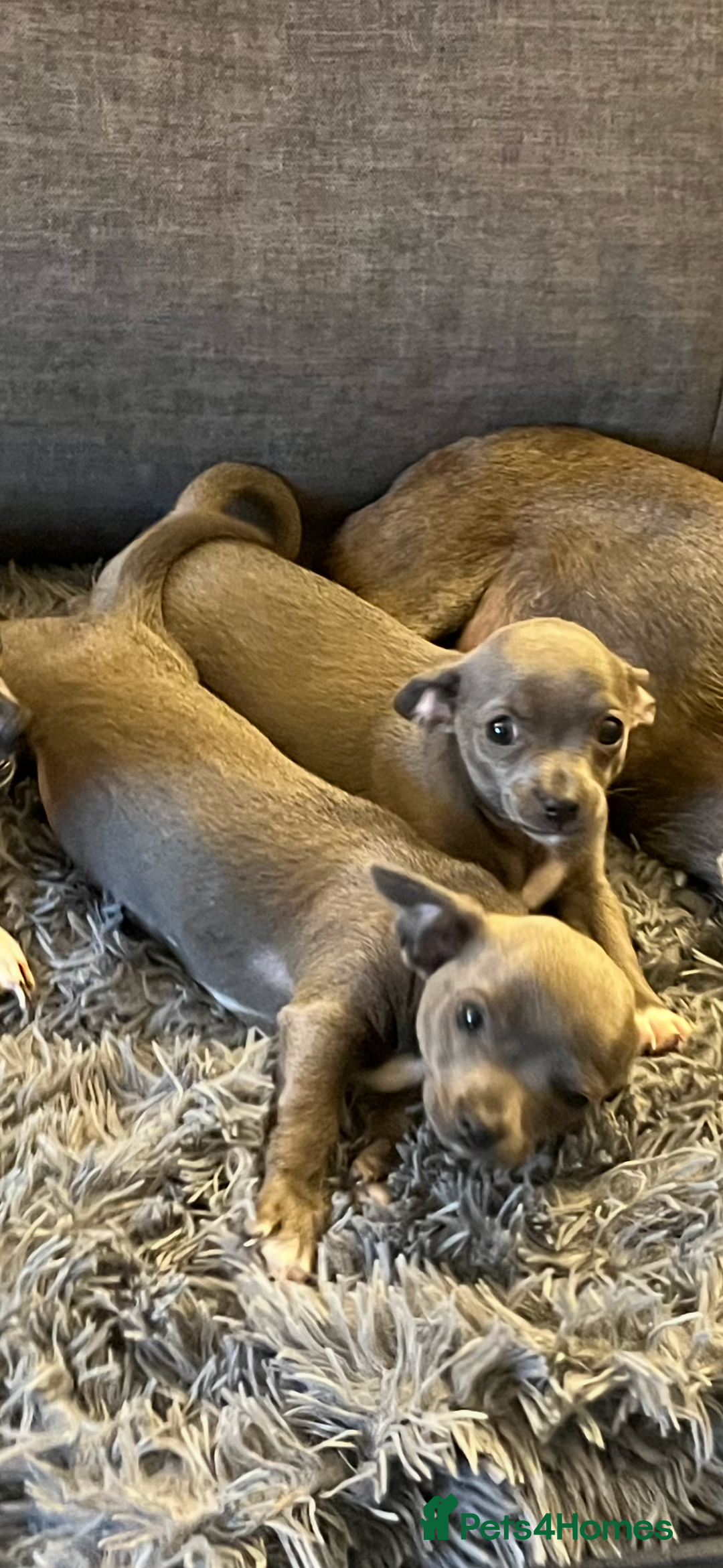 Chihuahua dogs for sale: Blue chihuahua puppies - Advert 10