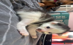 Mixed Breed cats for sale: 5 kittens  - Image 6
