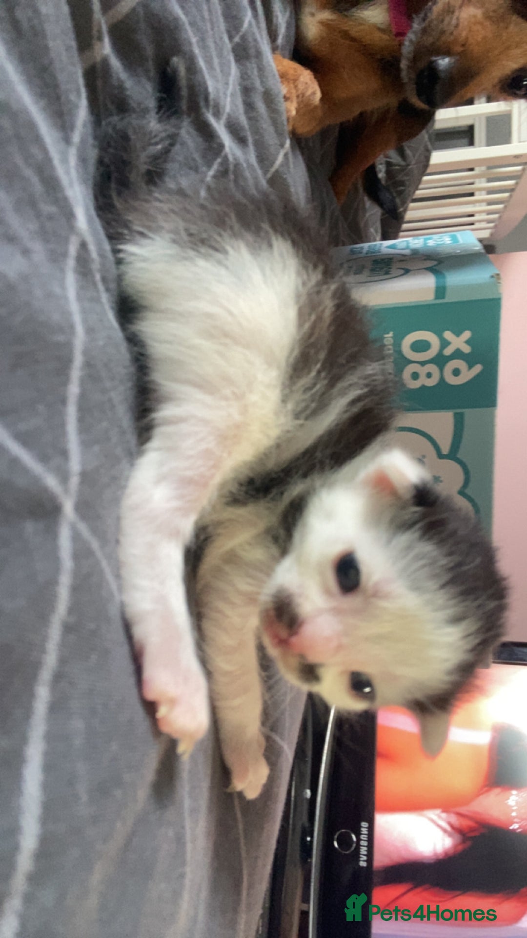 Mixed Breed cats for sale: 5 kittens  - Image 6
