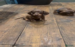 Dachshund dogs for sale: Kc reg first vac chipped licensed bundles of love  - Image 28