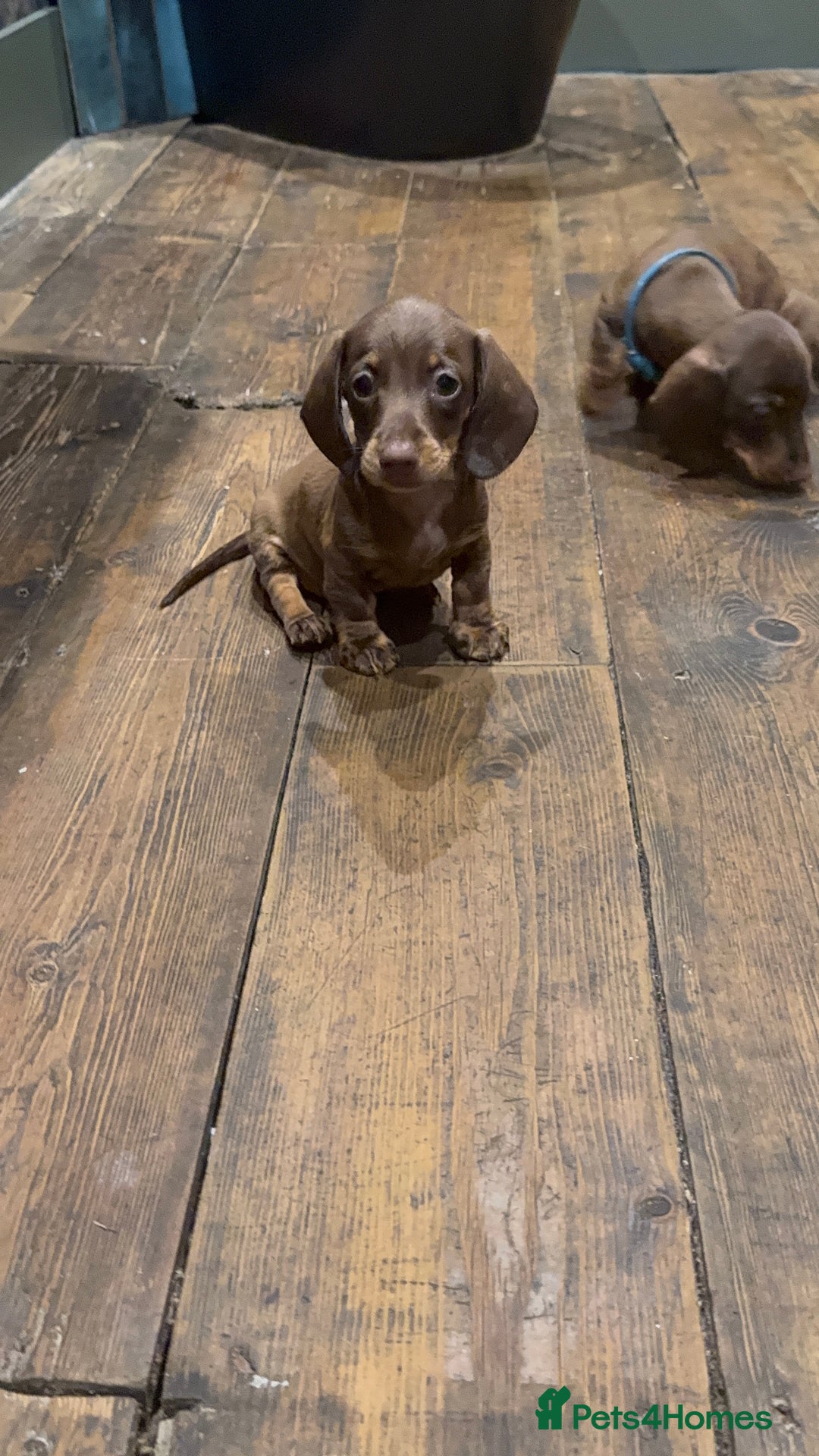 Dachshund dogs for sale: Kc reg first vac chipped licensed bundles of love  - Image 28