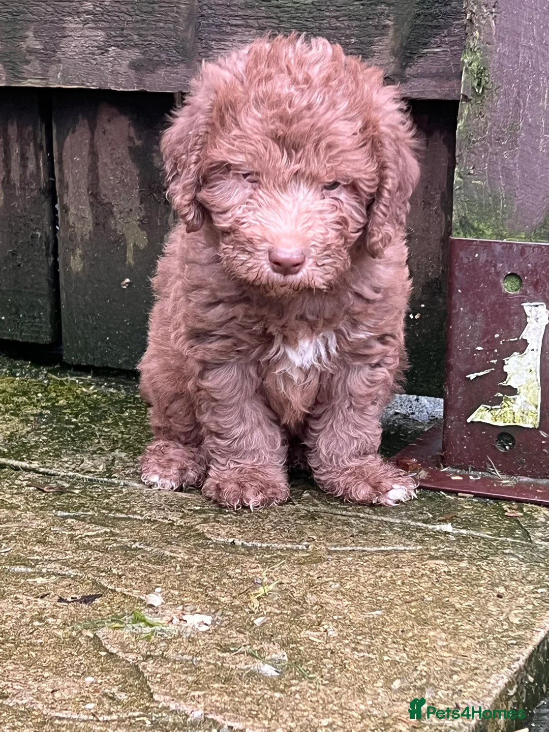 Bedlington Terrier dogs for sale: Bedlington terrier puppies ☺️ - Advert 15