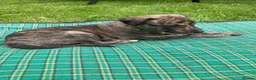 Whippet dogs for sale: 6 STUNNING WHIPPET PUPPIES - Advert 25