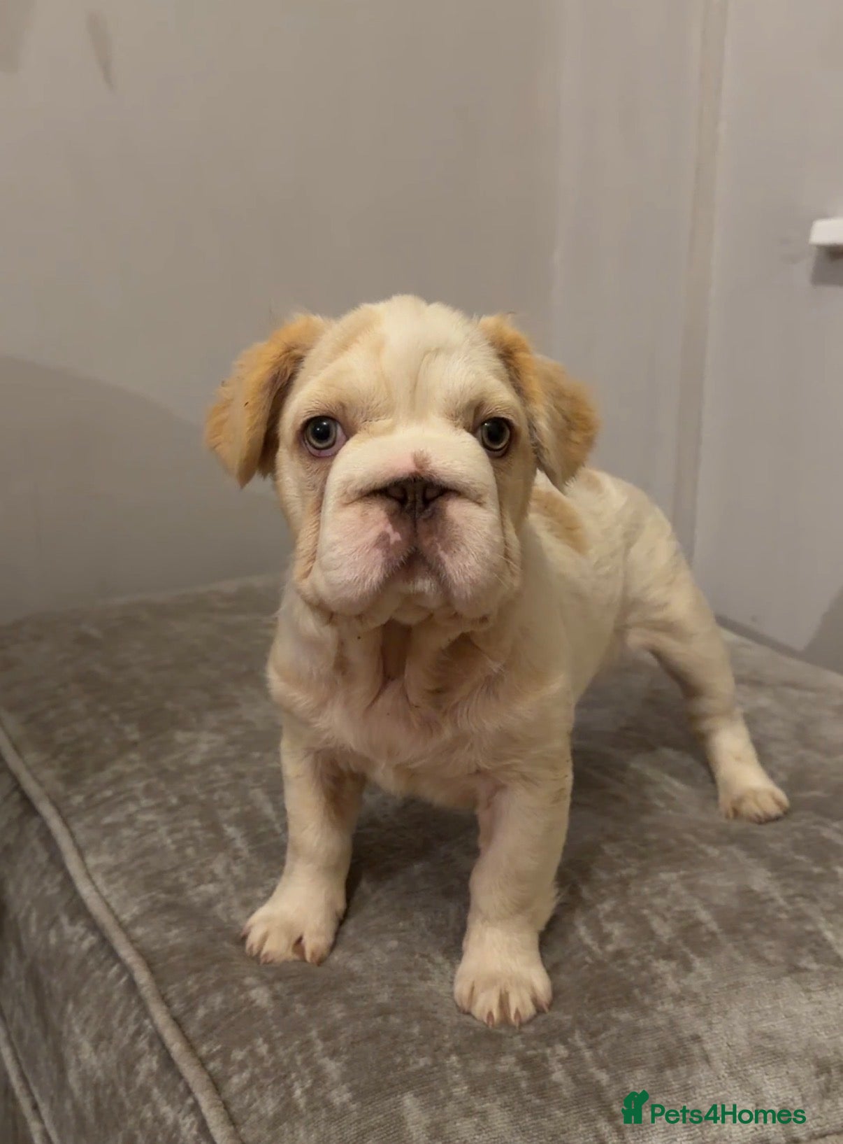 French Bulldog dogs 🌟 Last Beautiful French Bulldog Puppy Available  - Advert 1