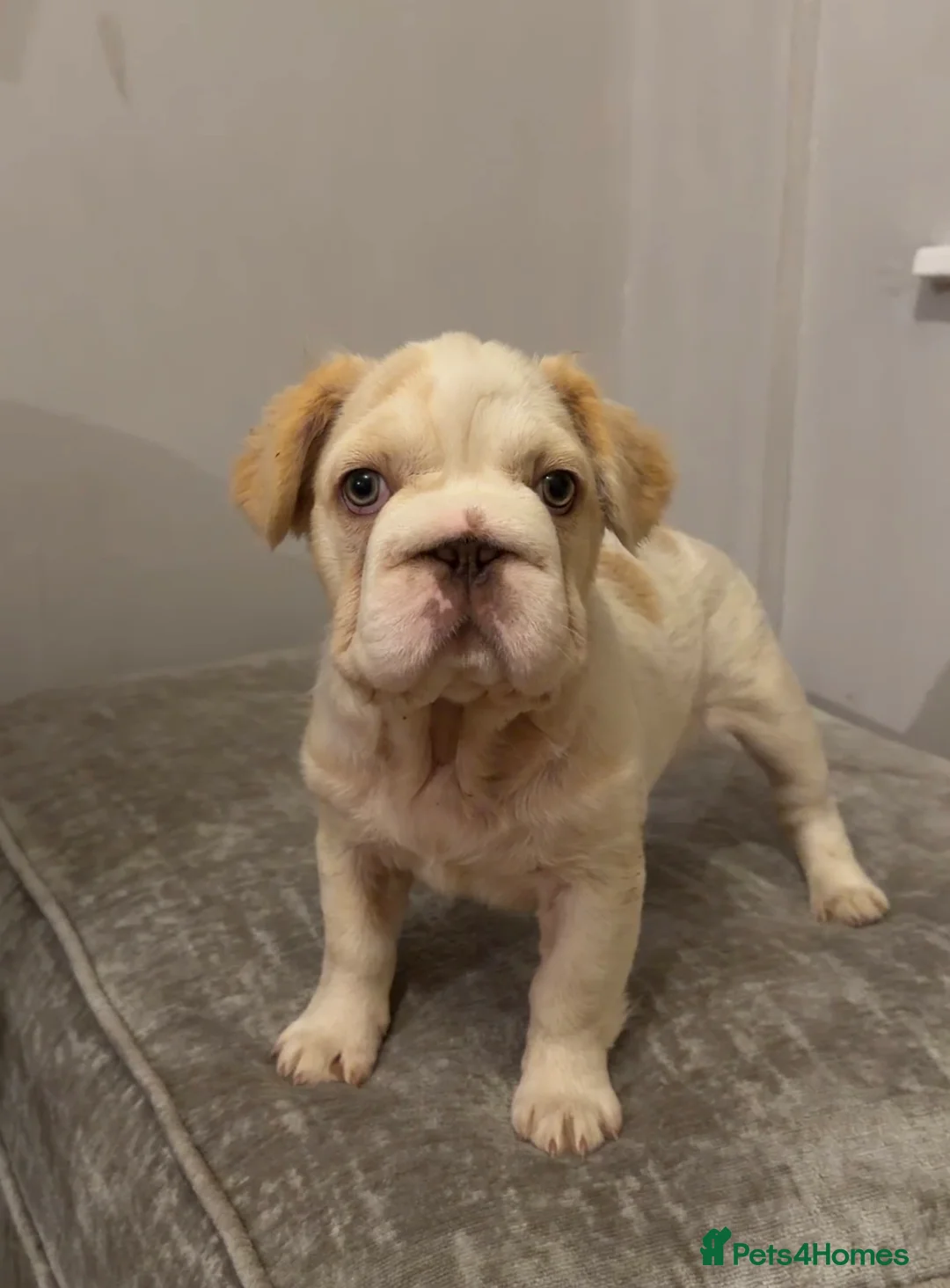 French Bulldog dogs for sale: 🌟 Last Beautiful French Bulldog Puppy Available  - Advert 1