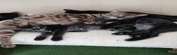 Bengal cats for sale: Bengal cross kittens  - Advert 4