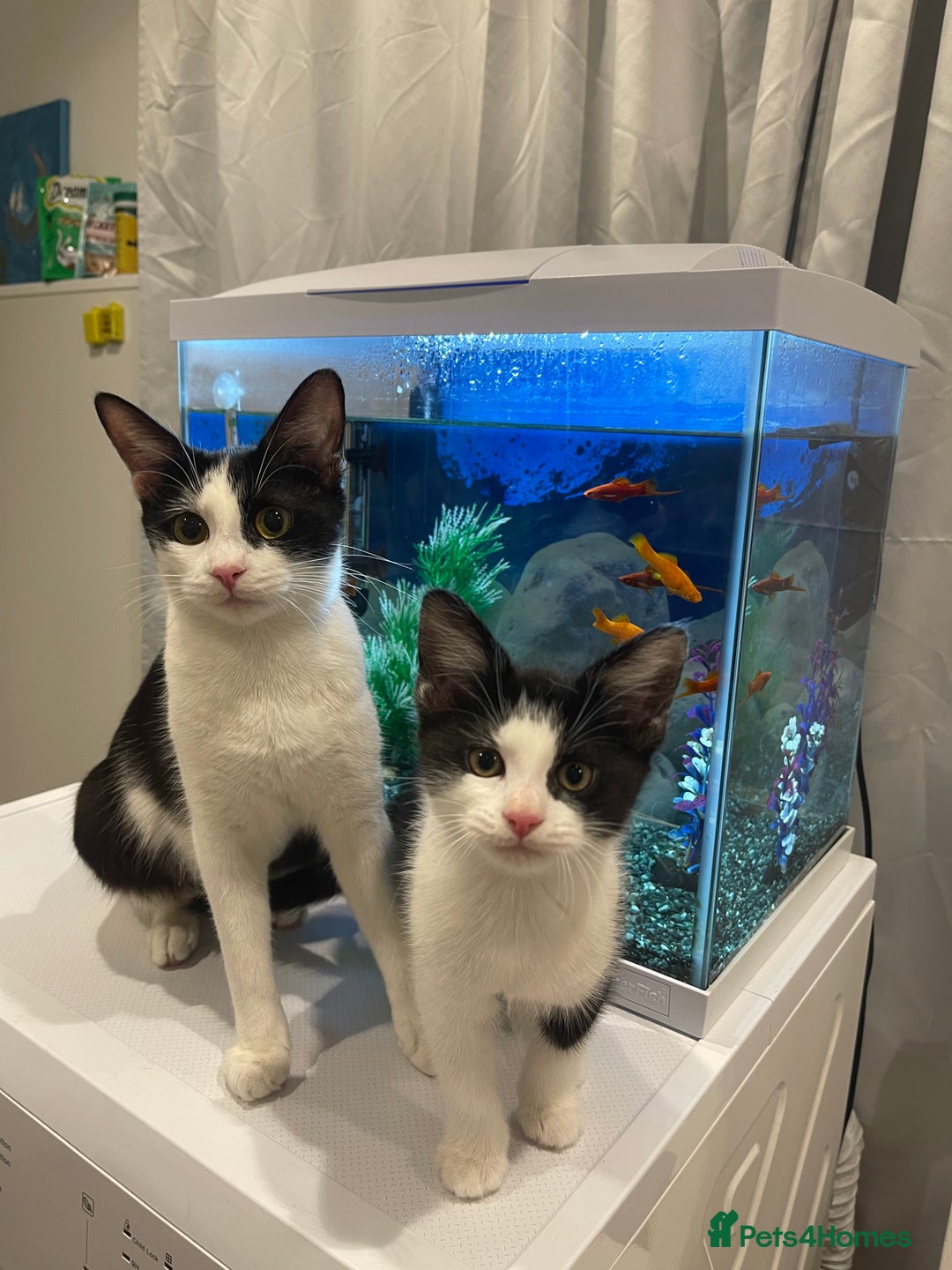 Mixed Breed cats for sale: 4 little kittens to sale  - Advert 5