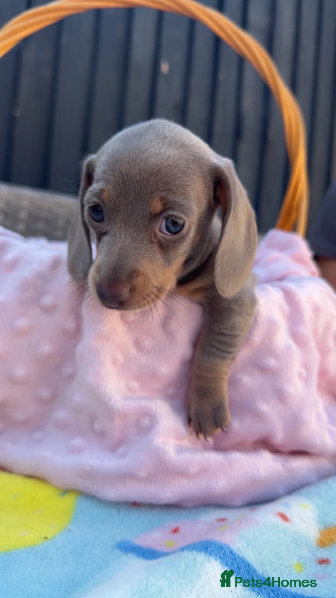 Miniature Dachshund dogs for sale: Beautiful KC Puppies - Advert 2