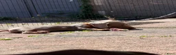 Miniature Dachshund dogs for sale: Mini Daschunds for Sale - Advert 10