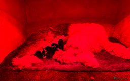 Old English Sheepdog dogs for sale: Kennel Club Reg Old English Sheepdog Puppies - Image 2