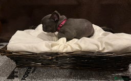 French Bulldog dogs for sale: 7 beautiful French bulldog puppies for sale - Image 12