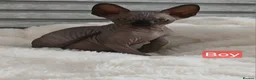 Sphynx cats for sale: Beautiful  Sphynx kitten for sale  - Advert 10