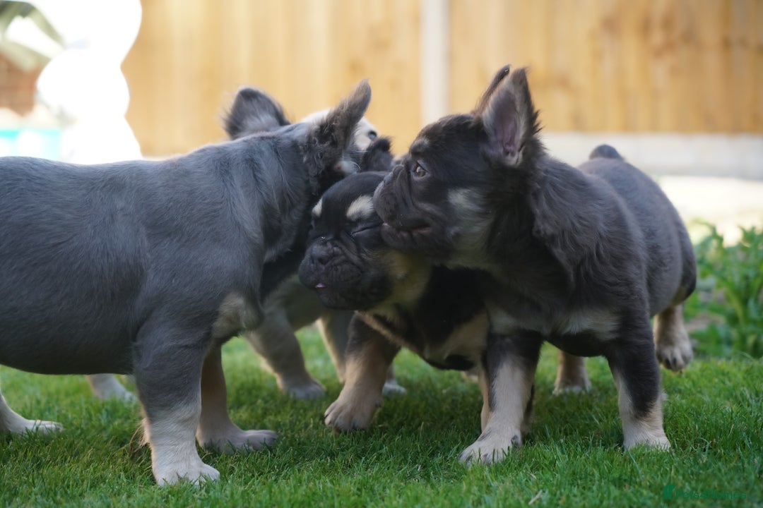 French Bulldog dogs for sale: Exceptional KC Fluffy French Bulldog Puppies - Image 8