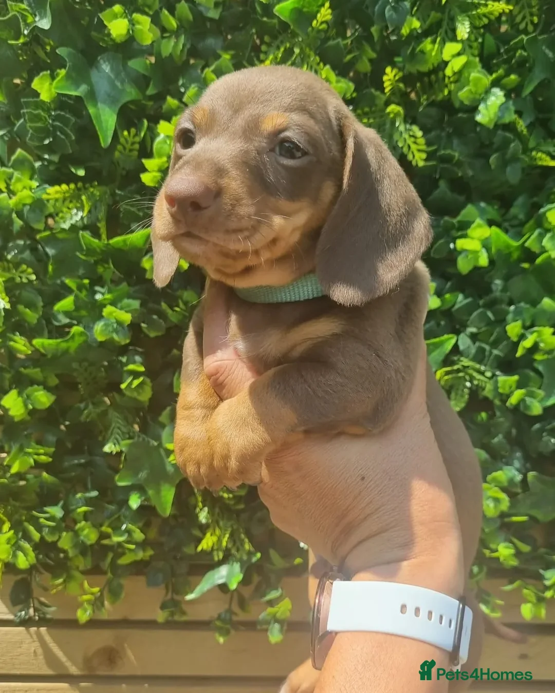 Miniature Dachshund dogs for stud: **RogueRoyales Hennessy** PRA Clear Isabella & Tan in Wolverhampton - Advert 23