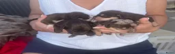 Mixed Breed dogs for sale: CHI SPANIEL PUPPIES READY 5th SEP in Princes Risborough - Advert 7