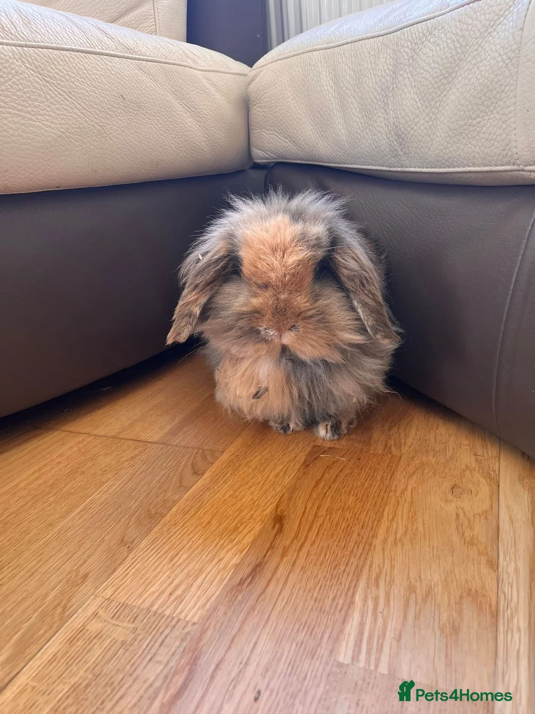 Mini Lion Lop rabbits for sale: Mini Lion Lop Female rabbit in Bristol - Advert 3
