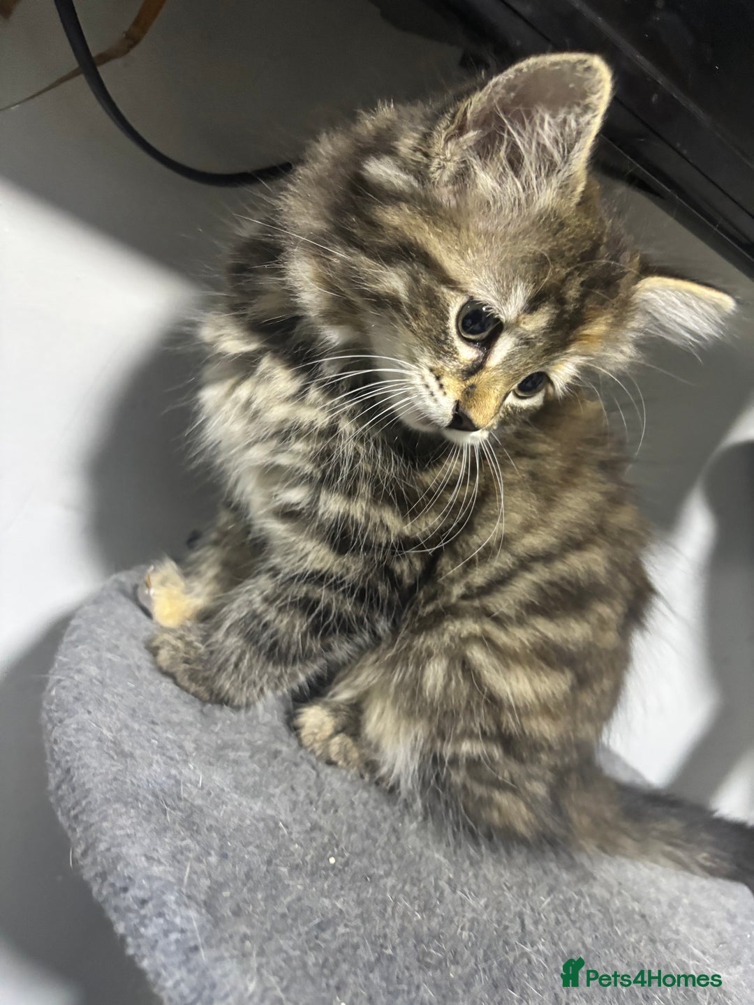 Maine Coon cats for sale: Beautiful main coons kitten for sale  - Image 2