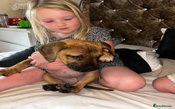 Staffordshire Bull Terrier dogs for sale: Staffordshire bull terrier sky  - Image 3