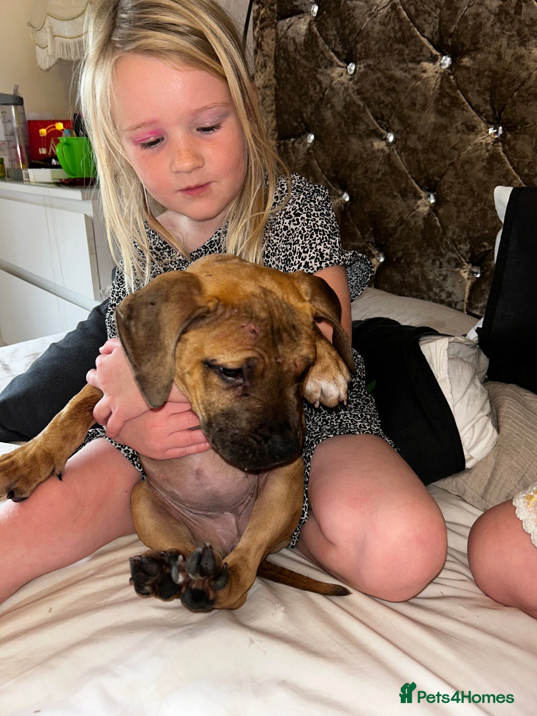 Staffordshire Bull Terrier dogs for sale: Staffordshire bull terrier sky  - Image 3