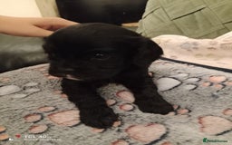 Cavapoo dogs for sale: A stunning litter of cavapoo beautiful costs  - Image 3