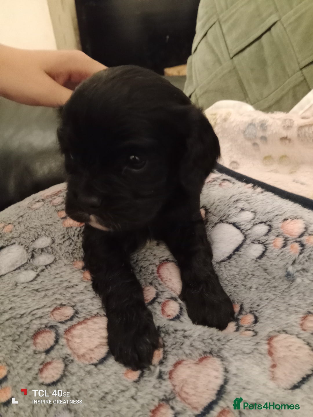 Cavapoo dogs for sale: A stunning litter of cavapoo beautiful costs  - Image 3