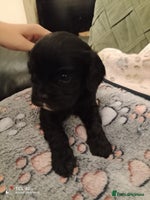 Cavapoo dogs - Advert 2