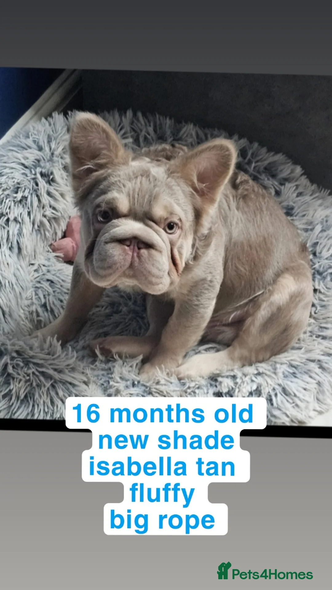 French Bulldog dogs for sale: New shade Isabella tan boy 16 months opd - Advert 1