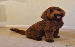 Australian Labradoodle dogs for sale: 100% Pure bred Australian Labradoodle - Image 7