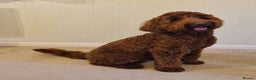Australian Labradoodle dogs for sale: 100% Pure bred Australian Labradoodle - Advert 11