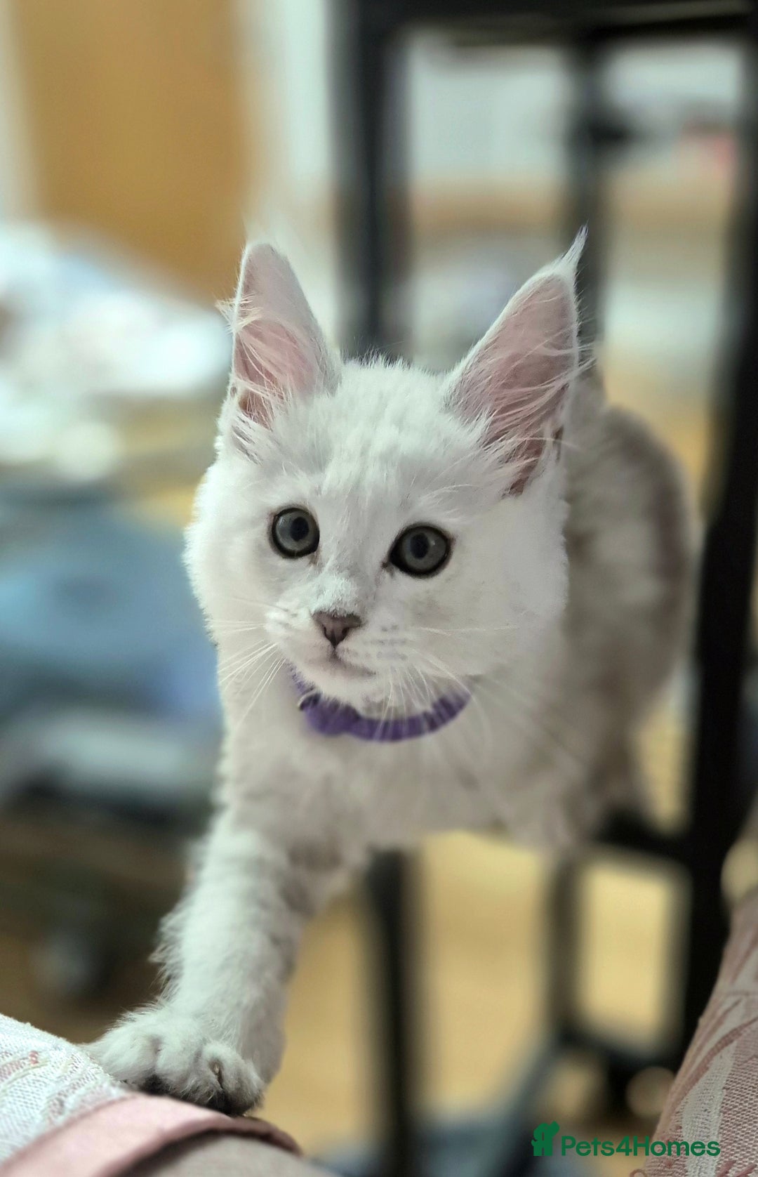 Maine Coon cats for sale: GCCF Pedigree Maine Coon Shaded Kittens - Advert 11