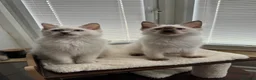 Ragdoll cats for sale: GCCF REG RAGDOLL KITTENS LILAC CHOC SEAL  - Advert 6
