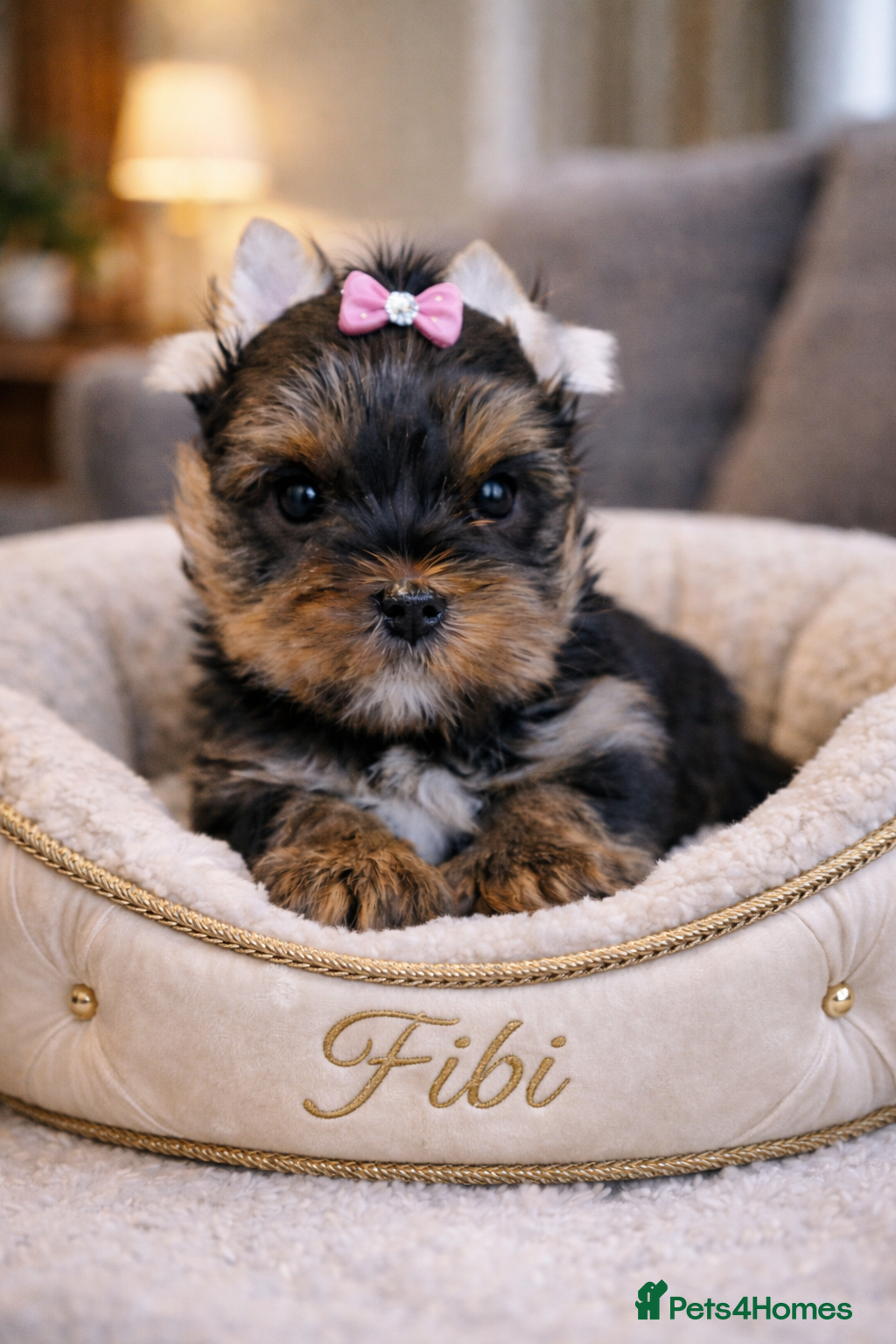 Yorkshire Terrier dogs Yorkshire Terrier  - Advert 1