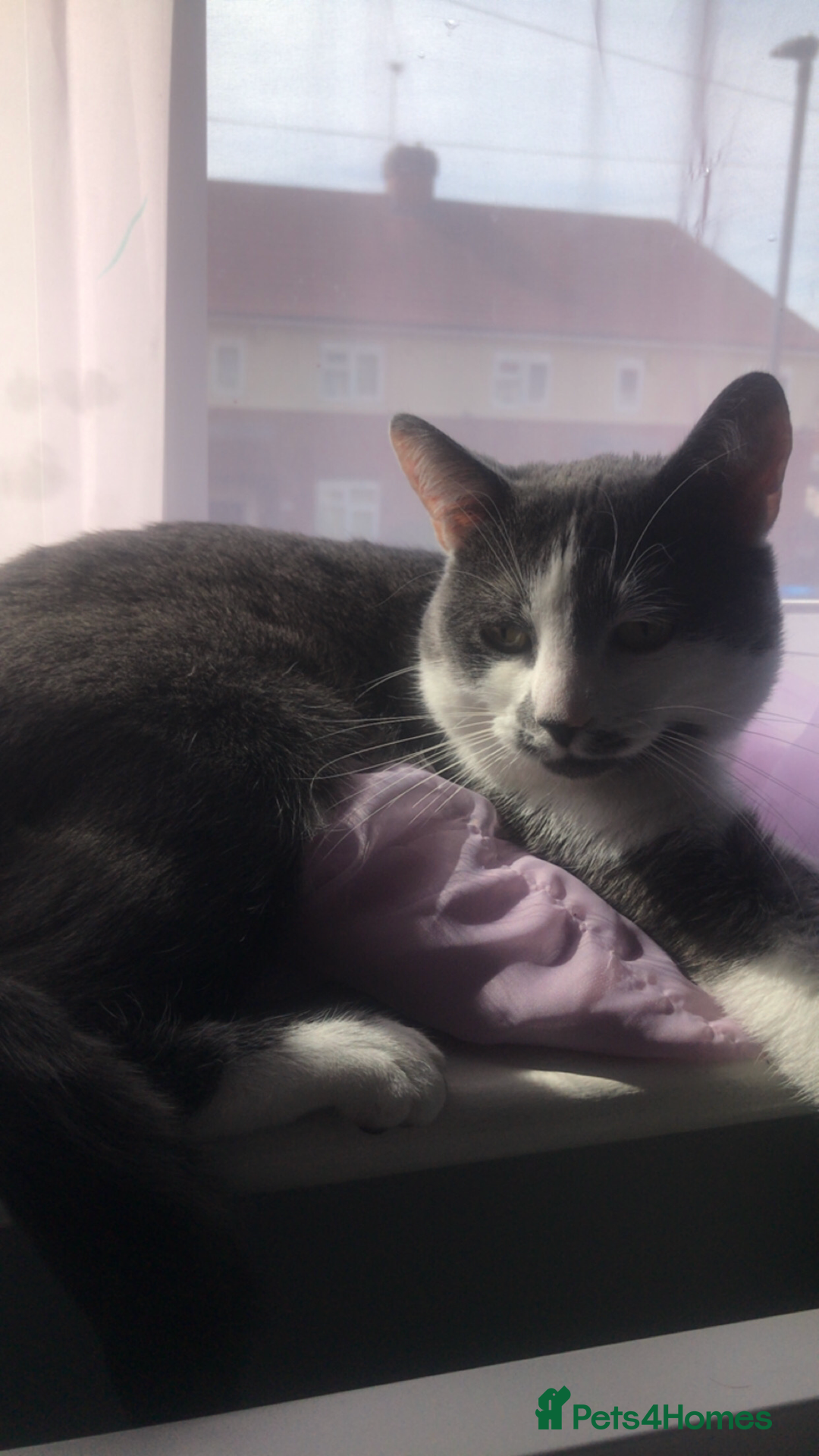 Domestic Shorthair cats for sale: Domestic shorthair cat aged 1 year 3 months - Image 3