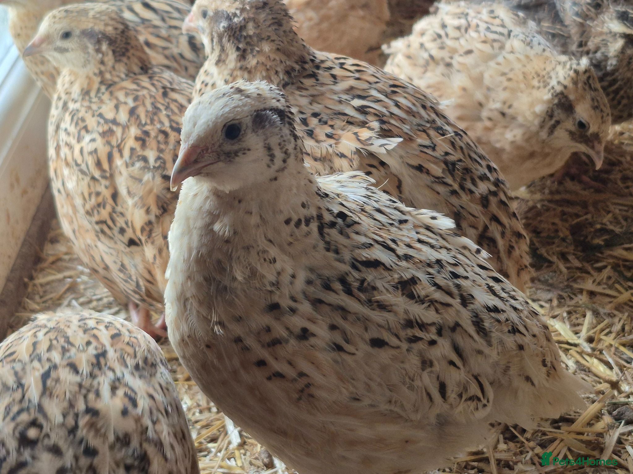 Quail poultry 12 hatching eggs - Advert 1