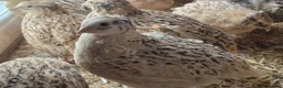 Quail poultry for sale: 12 hatching eggs - Advert 1