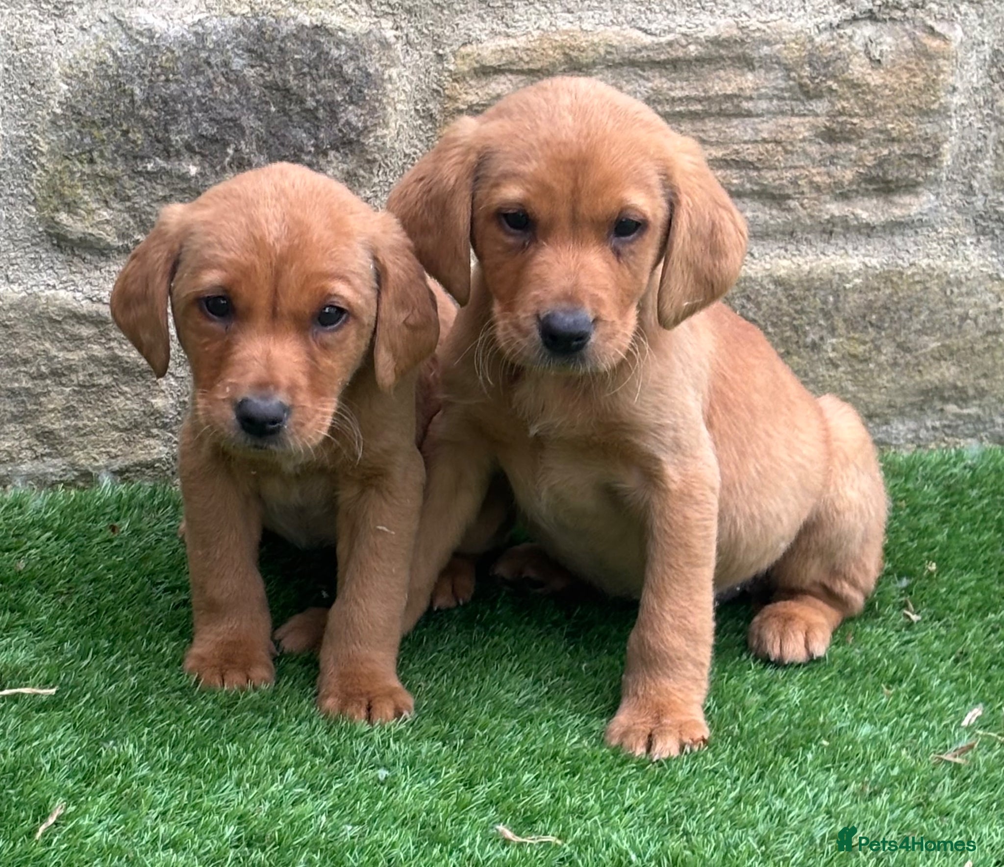 Labrador Retriever dogs READY NOW STUNNING RED LABRADOR PUPPYS - Advert 2