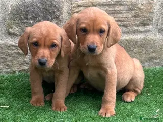 Labrador Retriever dogs READY NOW STUNNING RED LABRADOR PUPPYS - Advert 2