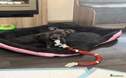 Staffordshire Bull Terrier dogs for sale: Beautiful female Staffordshire bull terrier  - Image 4
