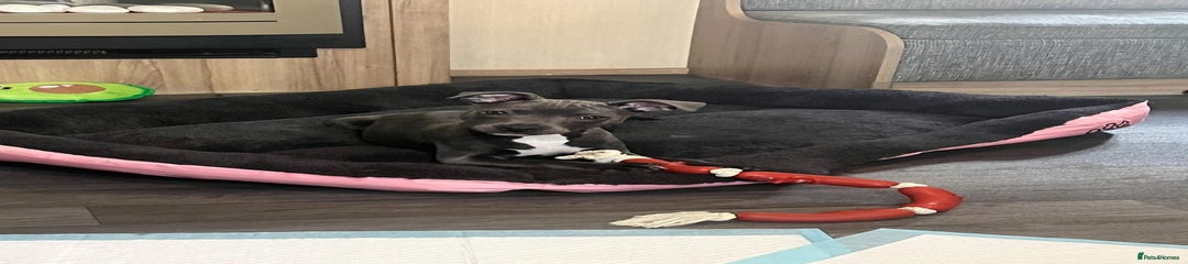 Staffordshire Bull Terrier Puppy 1