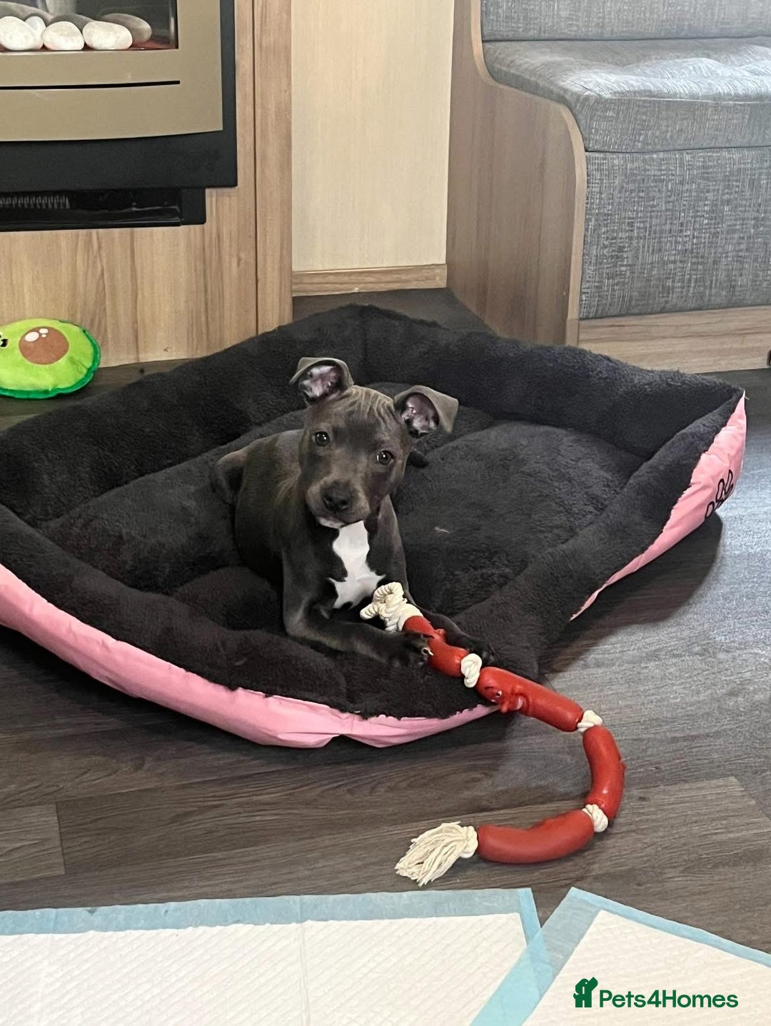Staffordshire Bull Terrier dogs for sale: Beautiful female Staffordshire bull terrier  - Image 4