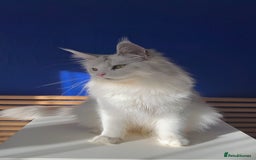 Maine Coon cats for sale: Beautiful Bonded Maine Coon Pair + Single. - Image 3